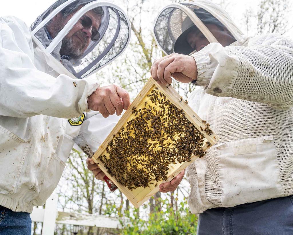 two men covered in full protection from bees hold a bee hive